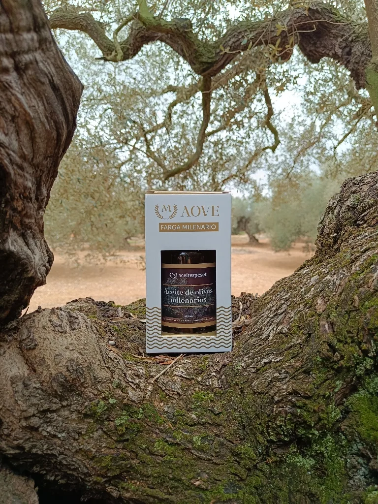 Măslin milenar din Traiguera cu cutia oficială AOVE Farga Milenario Aceites Peset